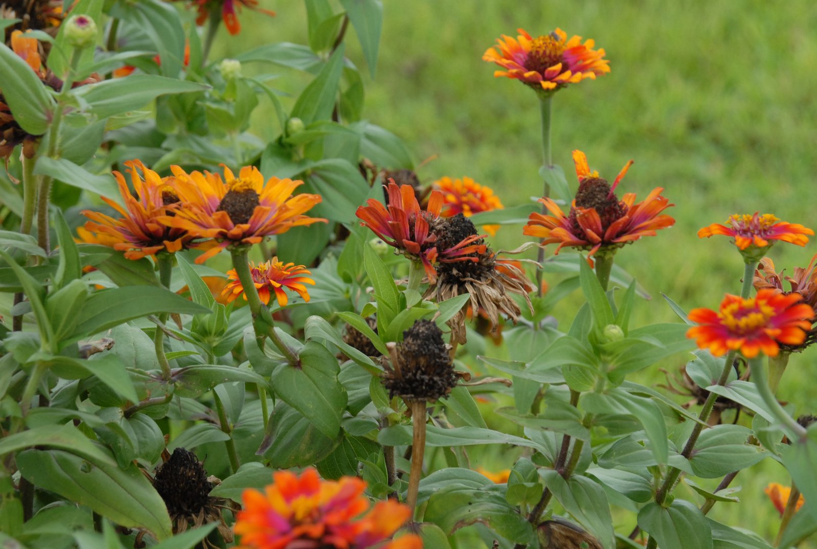 removing faded flowers has benefits